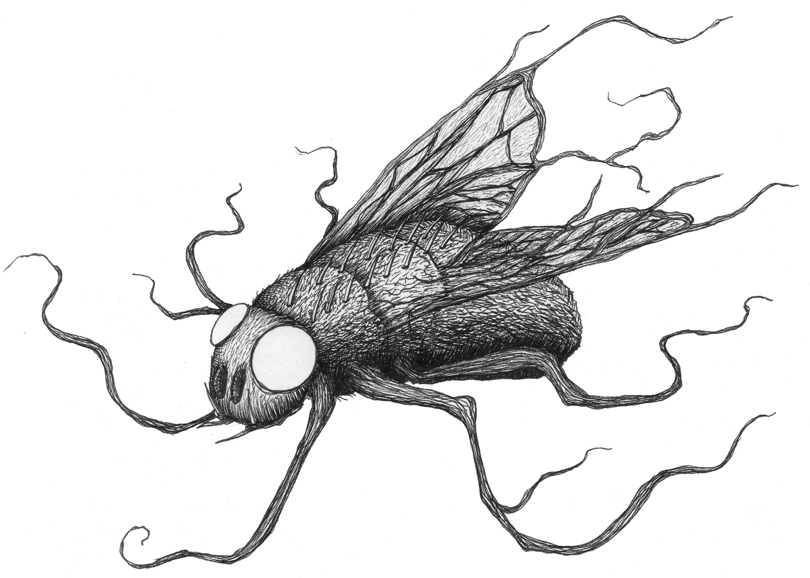 The fly illustration from Bitter Ends